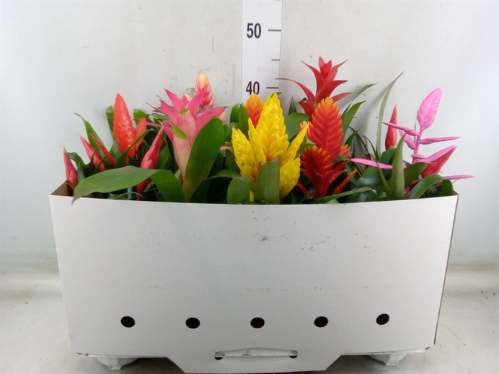 <h4>Bromelia   ...mix 10</h4>