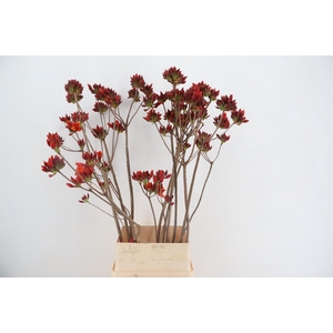 RHODO. NEW RED 120CM