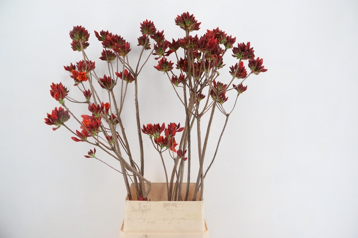 <h4>RHODO. NEW RED 120CM</h4>