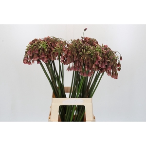 Allium Nectaroscordum Siculum