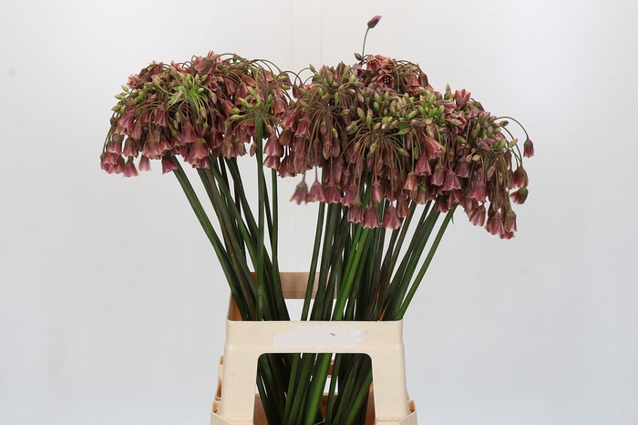 <h4>Allium Nectaroscordum Siculum</h4>