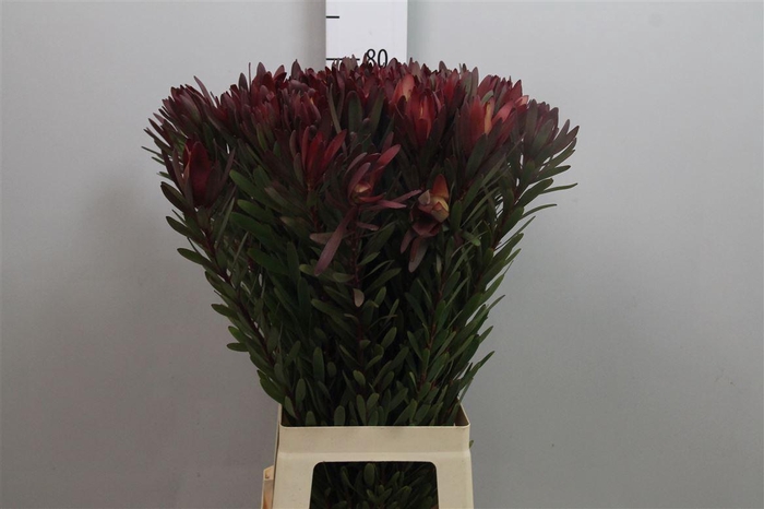 <h4>Leucad Saf Sunset</h4>