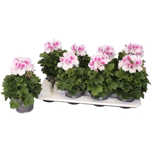 Pelg. Bella Donna Roze-Wit 12cm