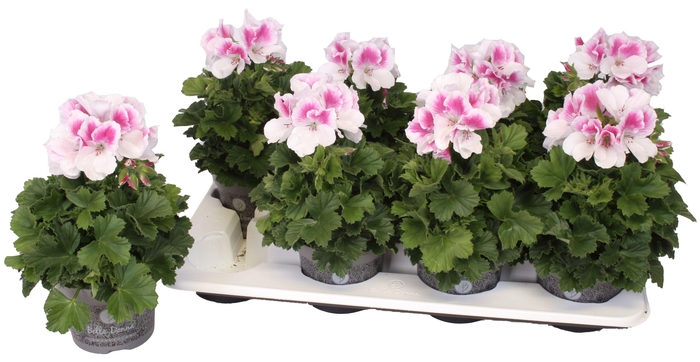 <h4>Pelg. Bella Donna Roze-Wit 12cm</h4>