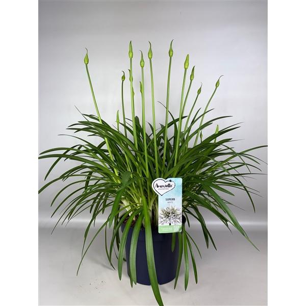 <h4>Agapanthus Amourette Superb White</h4>