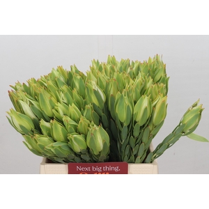 Leucadendron Procerum