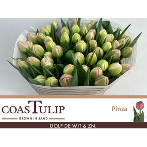 Tulipa do pinza