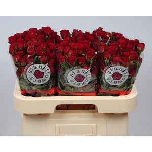 R TR VELVET BLOSSOMS