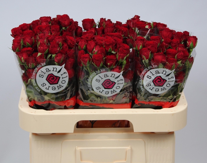 <h4>R TR VELVET BLOSSOMS</h4>