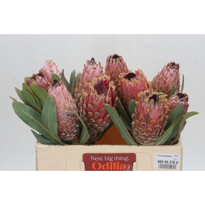 PROTEA MAGNIFICA