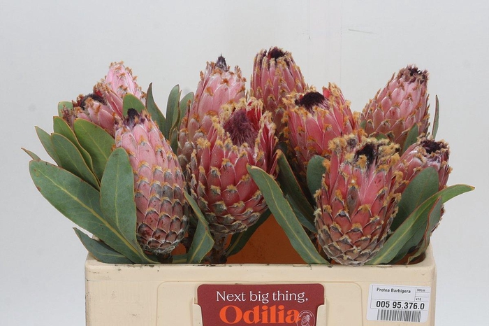 <h4>PROTEA MAGNIFICA</h4>