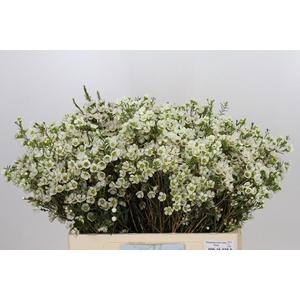 Chame Ivory Pearl