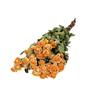 Dried flowers Rose spray 50cm x10