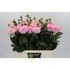 Dahlia Wizard of Oz