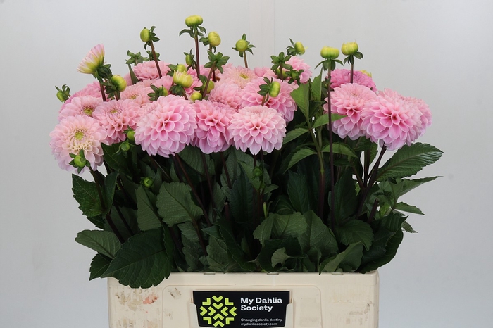 <h4>Dahlia Wizard of Oz</h4>