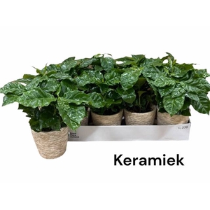 COFFEA ARABICA
