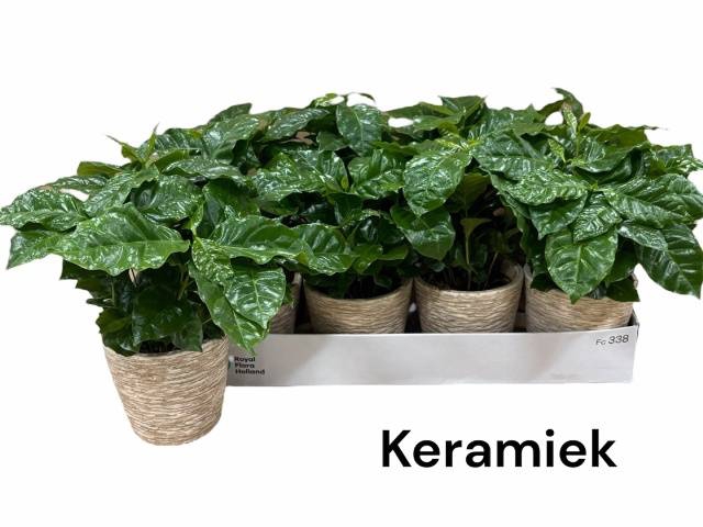 <h4>COFFEA ARABICA</h4>