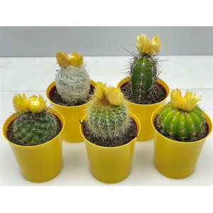 Cactus versierd