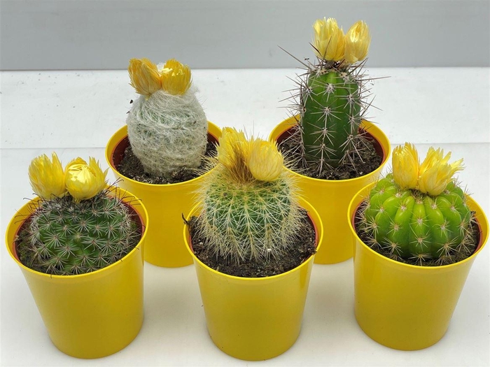 <h4>Cactus versierd</h4>