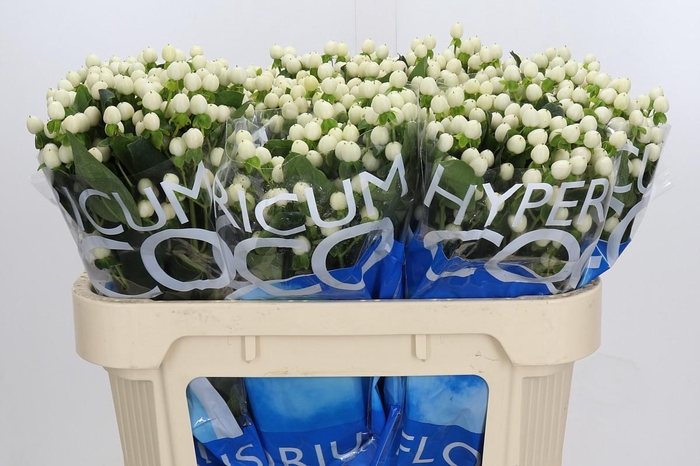 <h4>Hypericum Coco Uno</h4>