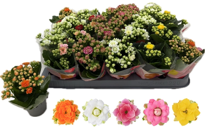 <h4>KAL GE RF GEM 5 KL</h4>