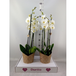 Phalaenopsis  'Ant Oxford'