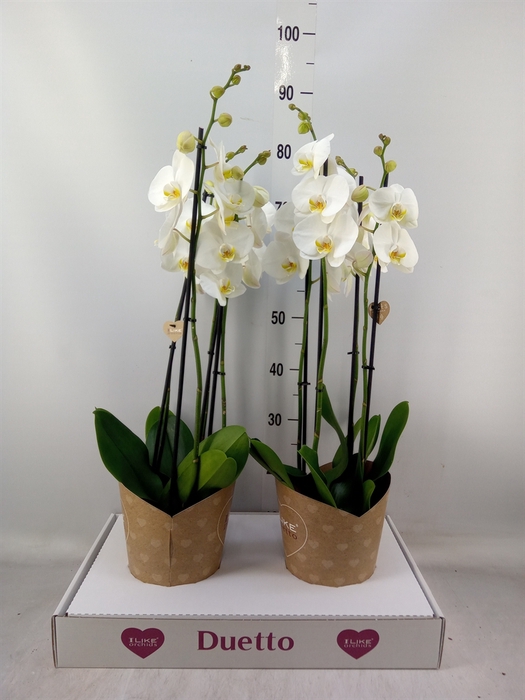 <h4>Phalaenopsis  'Ant Oxford'</h4>