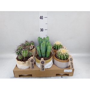 Cactus   ...mix