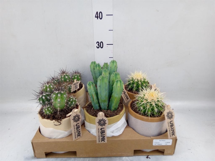 <h4>Cactus ...mix</h4>