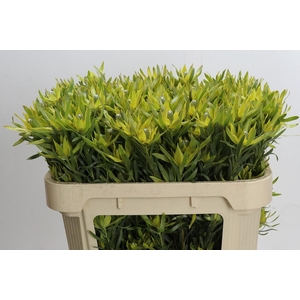 Leucadendron Pisa Spray