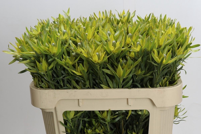 <h4>Leucadendron Pisa Spray</h4>