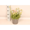 vaste planten 19 cm  Achillea Deep Rose