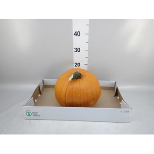 Cucurbita max. 'Halloween'