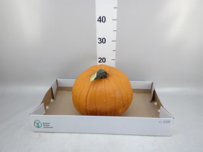 <h4>Cucurbita max. 'Halloween'</h4>