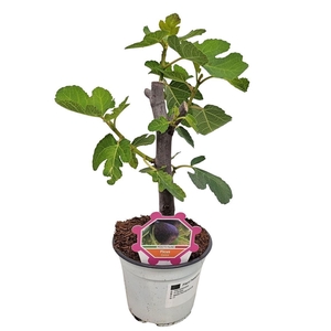 FICUS CARICA