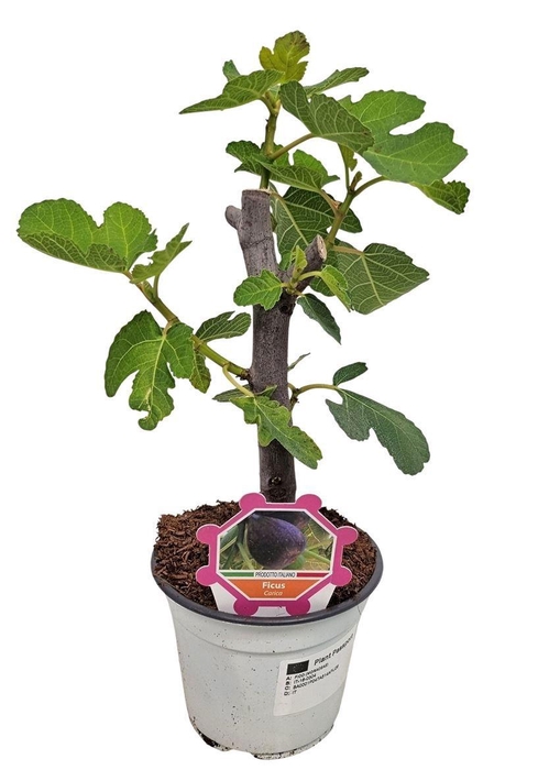 <h4>FICUS CARICA</h4>