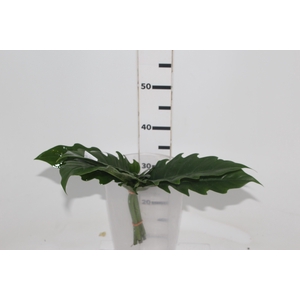 FOLHAGEM PHILODENDRON RING OF FIRE 020 CM