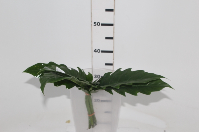 <h4>FOLHAGEM PHILODENDRON RING OF FIRE 020 CM</h4>
