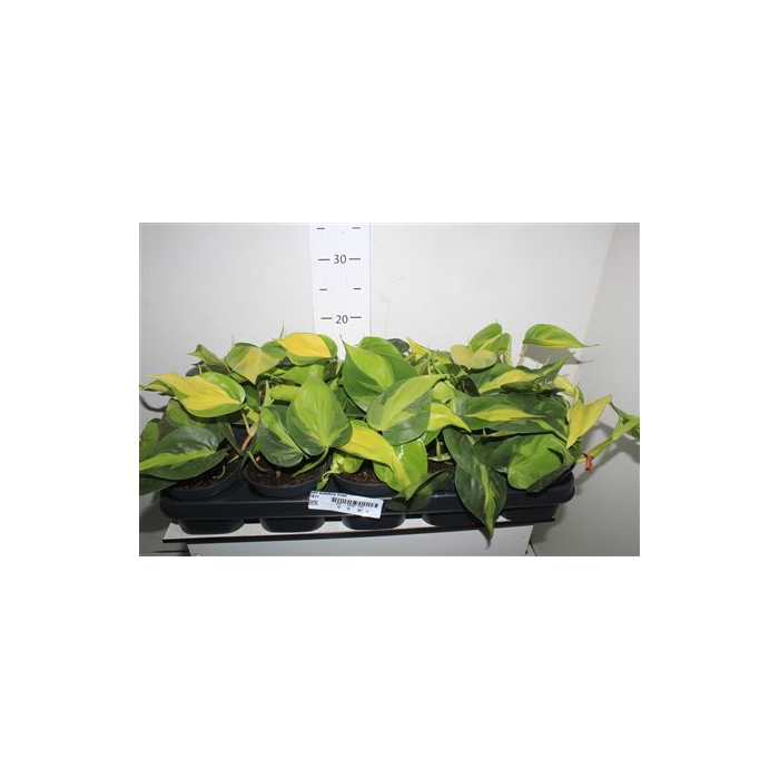 <h4>Phil Scandens Brasil # Sale #</h4>