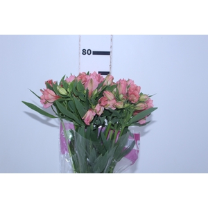 ALSTROEMERIA DUBAI 080 CM