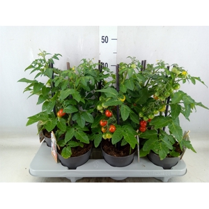 Solanum lycopersicum   ...