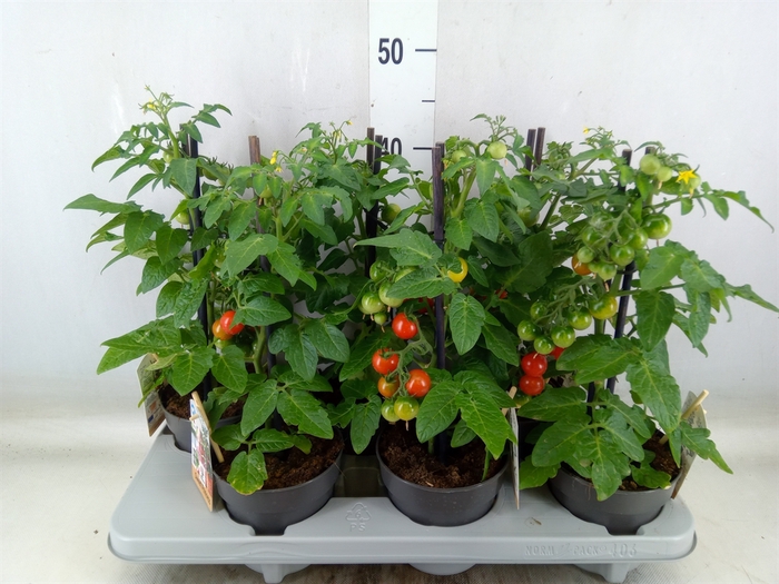 <h4>Solanum lycopersicum   ...</h4>