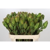 Leucadendron Laurel Yellow Spray