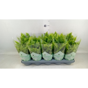 Nephrolepis exal. 'Green Moment'