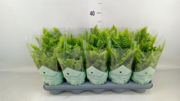 <h4>Nephrolepis exal. 'Green Moment'</h4>