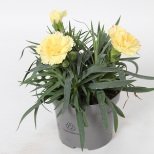 Dianthus Bling p9
