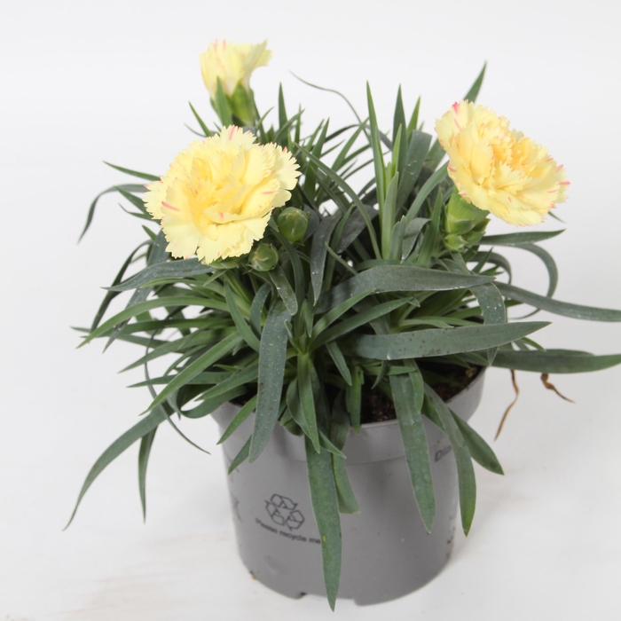 <h4>Dianthus Bling p9</h4>