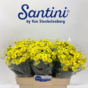 Chr S Maverick Yello