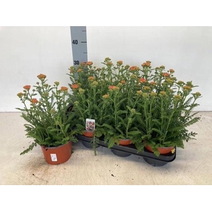 ACHI MILLEFOLIUM