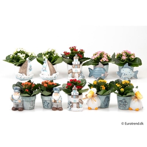 KALANCHOE BLOSSF p6 E 4631